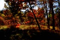 A tilt shifted country house on a cereal field Royalty Free Stock Photo