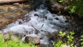 tilt shot of a flowing river surrounded by rocks and lush green trees and plants at Amicalola Falls State Park in Dawsonville