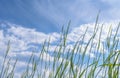 Tilt upward of tall green wild grass softly waving in the wind Royalty Free Stock Photo