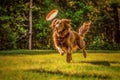 tilted angle of dog and frisbee, capturing motion