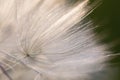 tilted bowl-shaped white dandelion flower
