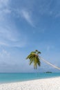 Tilted coconut palm tree isolated on beautiful ocean backround Royalty Free Stock Photo