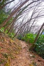 The tilted forest on Monte Bre slope, Lugano, Switzerland