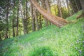 Tilted forest perspective - bluebells and green grass