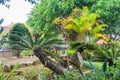 Tilted palm with stone monument in park in Vietnam