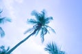 Tilted palm tree, palm leaves, blue tint, vacation concept