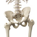 A tilted pelvis Royalty Free Stock Photo