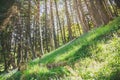 Tilted perspective of beautiful wild forest with bluebells Royalty Free Stock Photo