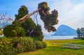 The tilted pine against the Lake Lugano and Monte San Salvatore, Lugano, Switzerland