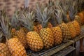 Tilted shot ripe pineapples on a netted shelf