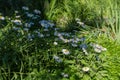 Tilted stems of the blooming Oxeye daisy on blurred background