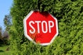 Tilted stop road sign completely surrounded with very dense light green hedge and green grass Royalty Free Stock Photo