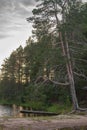 Tilted tall pine over the lake in the forest