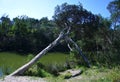 Tilted tree by creek