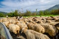 Tilted view of sheared sheep on rural road with a car trying to pass. One sheep is looking at the camera. Azerbaijan Masalli