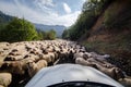 Tilted view of sheared sheep on rural road with a car trying to pass. One sheep is looking at the camera. Azerbaijan Masalli