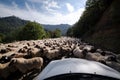 Tilted view of sheared sheep on rural road with a car trying to pass. One sheep is looking at the camera. Azerbaijan Masalli