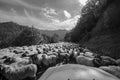 Tilted view of sheared sheep on rural road with a car trying to pass. One sheep is looking at the camera. Azerbaijan Masalli