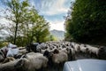 Tilted view of sheared sheep on rural road with a car trying to pass. One sheep is looking at the camera. Azerbaijan Masalli