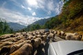 Tilted view of sheared sheep on rural road with a car trying to pass. One sheep is looking at the camera. Azerbaijan Masalli