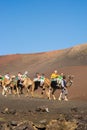 Timanfaya National Parque, Lanzarote, Spain - 02.15.2019: Camel tour in Montanas del Fuego