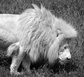 The timbavati white lion Royalty Free Stock Photo