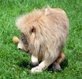 The timbavati white lion Royalty Free Stock Photo