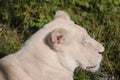 Timbavati white lion Royalty Free Stock Photo