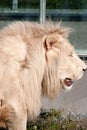 Timbavati white lion Royalty Free Stock Photo