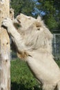 Timbavati white lion Royalty Free Stock Photo