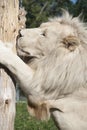 Timbavati white lion Royalty Free Stock Photo