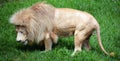 The timbavati white lion Royalty Free Stock Photo