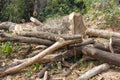 Timber cutting closeup detail tree art