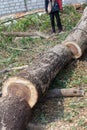 Timber cutting closeup detail tree