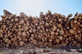 Timber cutting. Stack of spruce logs Royalty Free Stock Photo