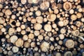 Timber cutting. Stack of spruce logs Royalty Free Stock Photo