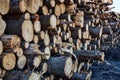 Timber cutting. Stack of spruce logs Royalty Free Stock Photo