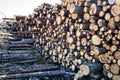 Timber cutting. Stack of spruce logs Royalty Free Stock Photo
