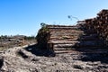 Timber cutting. Stack of spruce logs Royalty Free Stock Photo