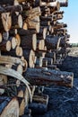 Timber cutting. Stack of spruce logs Royalty Free Stock Photo