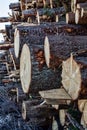 Timber cutting. Stack of spruce logs Royalty Free Stock Photo