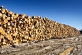 Timber cutting. Stack of spruce logs Royalty Free Stock Photo