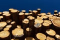 Timber cutting. Stack of spruce logs Royalty Free Stock Photo