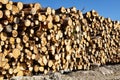 Timber cutting. Stack of spruce logs Royalty Free Stock Photo