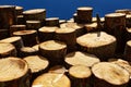 Timber cutting. Stack of spruce logs Royalty Free Stock Photo