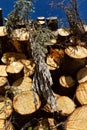 Timber cutting. Stack of spruce logs