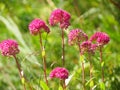 Timber flowerses