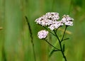 Timber flowerses