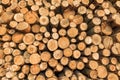 Timber Royalty Free Stock Photo