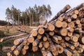 Timber harvesting. Deforestation, forest destruction. Cut down birch trees close up. Pile, stack of logs in forest Royalty Free Stock Photo